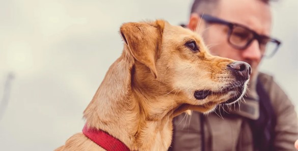 Köpek Eğitimi Neden Önemlidir?