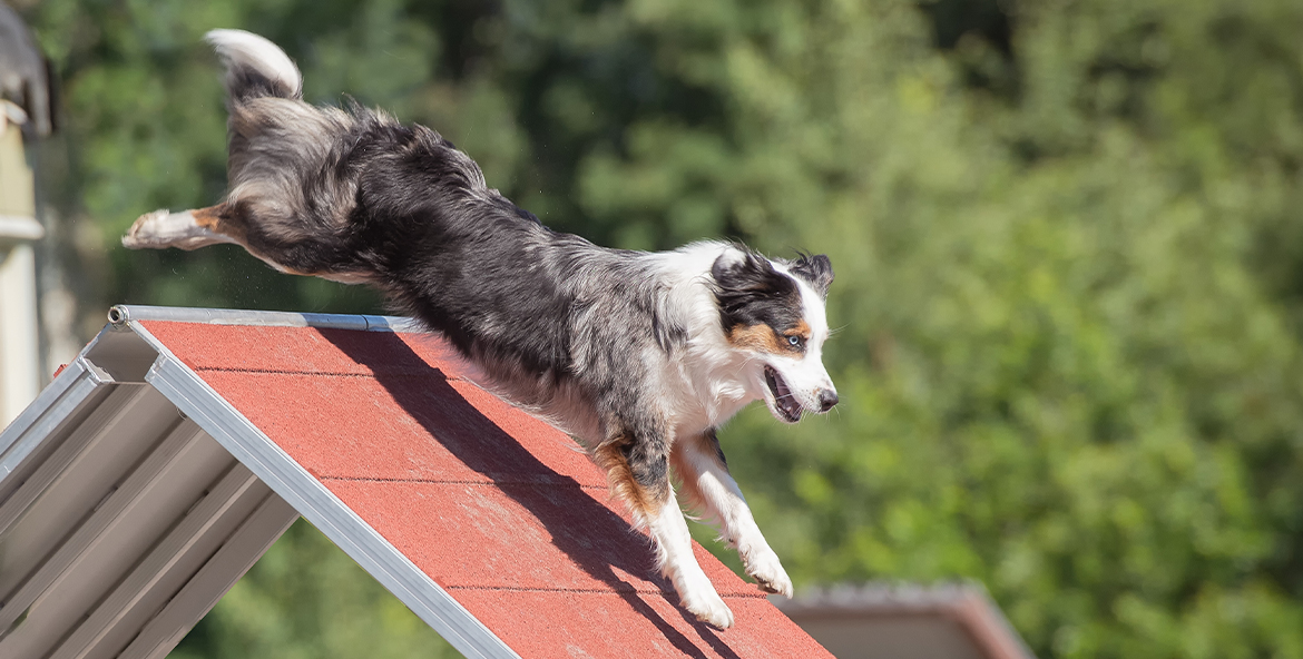 İstanbul Köpek Eğitim