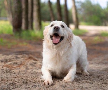 Köpek Pansiyonu