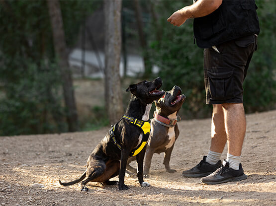 İstanbul Köpek Eğitim